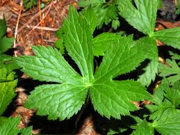 Attēlu rezultāti vaicājumam “Astrantia major leaf”