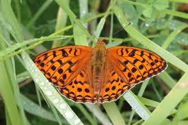 Attēlu rezultāti vaicājumam “Argynnis adippe”