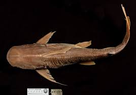 Image result for Bagre marinus