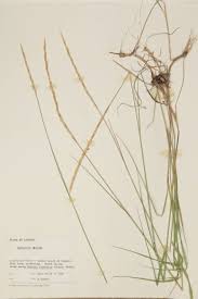 Attēlu rezultāti vaicājumam “Elymus caninus”