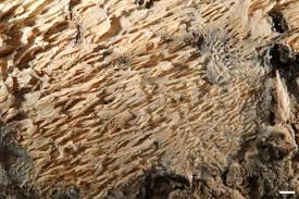 Attēlu rezultāti vaicājumam “Trechispora mollusca”