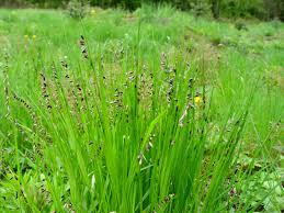 Attēlu rezultāti vaicājumam “Melica nutans”