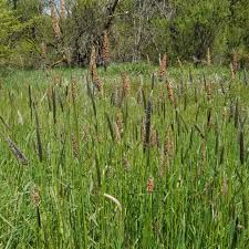 Attēlu rezultāti vaicājumam “Alopecurus pratensis flower”