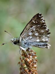 Attēlu rezultāti vaicājumam “Carcharodus floccifera upperside”