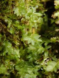 Attēlu rezultāti vaicājumam “Mnium stellare”