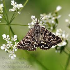 Attēlu rezultāti vaicājumam “Callistege mi”