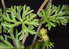 Attēlu rezultāti vaicājumam “Malva moschata leaf”