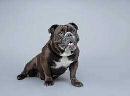 Image result for Bulldogs Power and strength