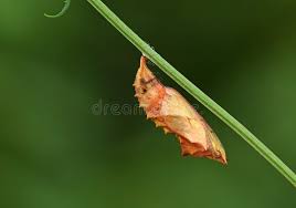 Attēlu rezultāti vaicājumam “Nymphalis xanthomelas larva”