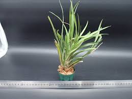 Image result for tillandsia umbellata