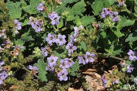 Image result for Phacelia