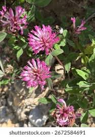 Attēlu rezultāti vaicājumam “Trifolium medium”