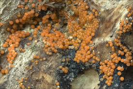 Attēlu rezultāti vaicājumam “Nectria peziza”