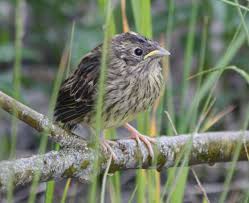 Attēlu rezultāti vaicājumam “Emberiza citrinella juvenile”