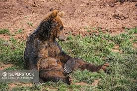 Attēlu rezultāti vaicājumam “Ursus arctos”