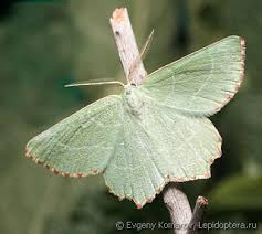 Attēlu rezultāti vaicājumam “Thalera fimbrialis”