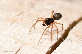 Attēlu rezultāti vaicājumam “Linyphiidae”