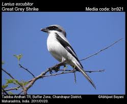 Attēlu rezultāti vaicājumam “Lanius excubitor”