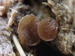 Attēlu rezultāti vaicājumam “Ascobolus furfuraceus”