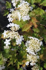 Attēlu rezultāti vaicājumam “Viburnum opulus flower”