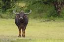      "dating of asia Buffalo"
