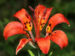 Attēlu rezultāti vaicājumam “Chenopodium polyspermum var. acutifolium”