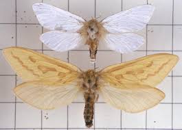 Attēlu rezultāti vaicājumam “Hepialus humuli”