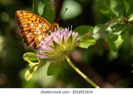 Attēlu rezultāti vaicājumam “Brenthis ino upperside”