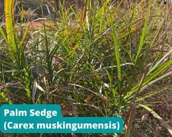Attēlu rezultāti vaicājumam “Carex atherodes”