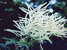 Image result for Aruncus dioicus