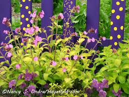 Attēlu rezultāti vaicājumam “Silene dioica flower”