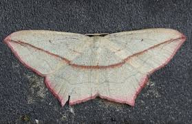 Attēlu rezultāti vaicājumam “Timandra comae”