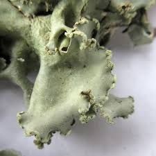 Attēlu rezultāti vaicājumam “Cetrelia olivetorum”