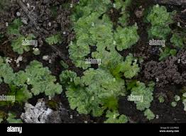 Attēlu rezultāti vaicājumam “Riccia cavernosa”