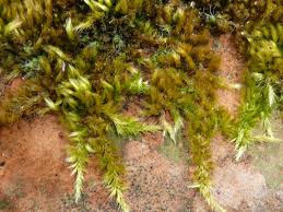 Attēlu rezultāti vaicājumam “Homalothecium sericeum”