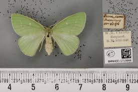 Attēlu rezultāti vaicājumam “Thetidia smaragdaria”