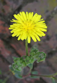 Attēlu rezultāti vaicājumam “Picris hieracioides”