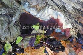 Attēlu rezultāti vaicājumam “Brefeldia maxima macro”