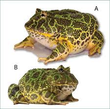 Image result for Ceratophrys ornata