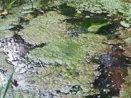 Attēlu rezultāti vaicājumam “Cladophora glomerata”