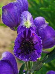 Image result for Aconitum napellus