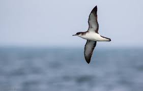 Image result for Puffinus puffinus