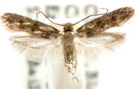 Attēlu rezultāti vaicājumam “Tineidae”