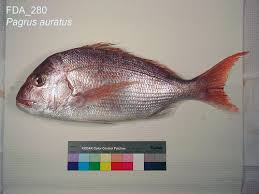 Image result for Pagrus