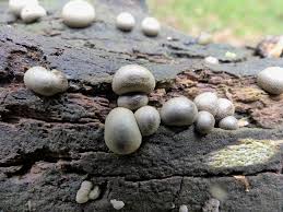 Attēlu rezultāti vaicājumam “Lycogala succineum sessile”