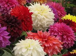 Image result for Dahlia `Red Skin`
