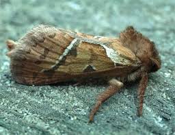 Attēlu rezultāti vaicājumam “Hepialus sylvina”