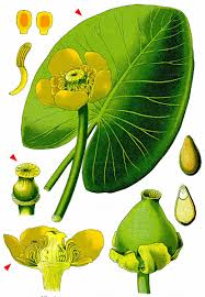 Attēlu rezultāti vaicājumam “Nuphar lutea fruit”