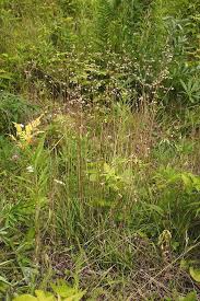 Attēlu rezultāti vaicājumam “Briza media fruit”