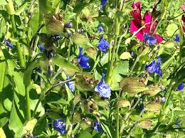 Attēlu rezultāti vaicājumam “Commelina coelestis”
